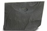 Pyritized Triarthrus Trilobite With Appendages Including Gills #309857-1